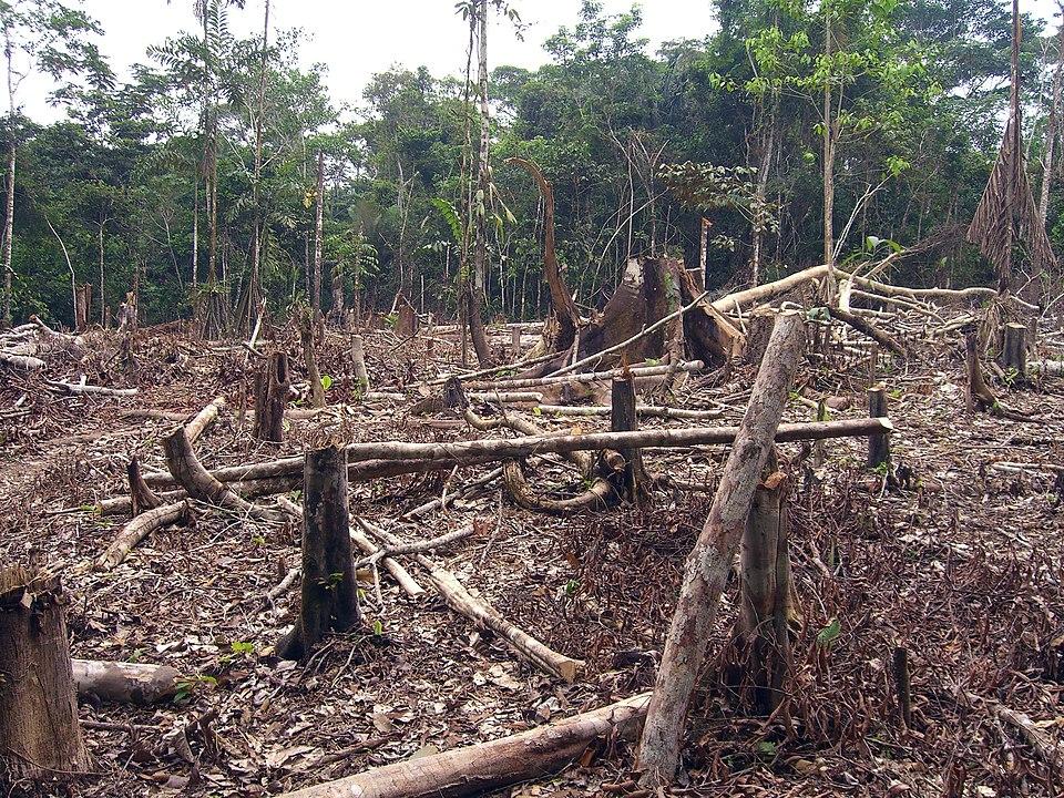 Deforestation visible on the ground, an impact tracked by satellites
